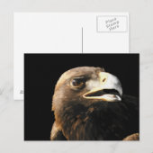 Golden Eagle Portrait Briefkaart (Voorkant / Achterkant)