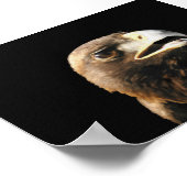 Golden Eagle Portrait Poster (Hoek)