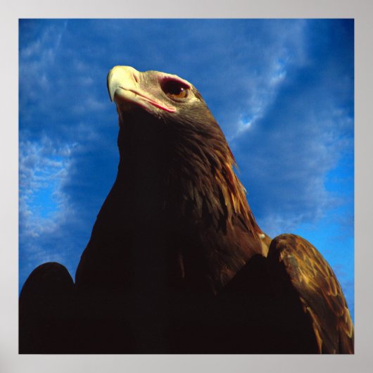 Golden Eagle Poster (Voorkant)