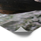 Golden eagle poster (Hoek)