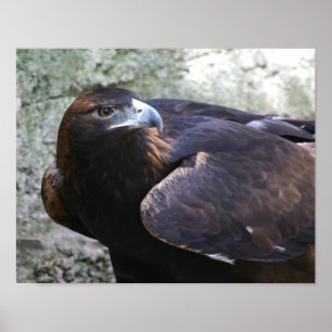 Golden eagle poster