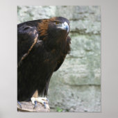 Golden eagle poster (Voorkant)