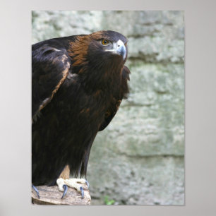 Golden eagle poster