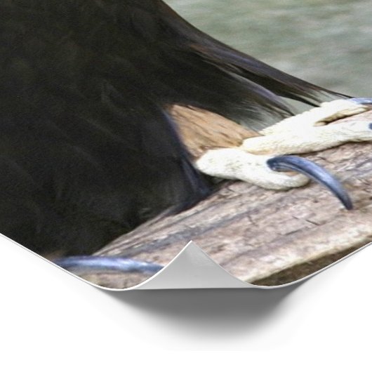 Golden eagle poster (Hoek)