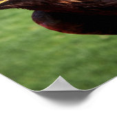 Golden Eagle Poster (Hoek)