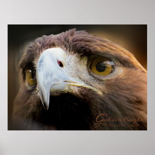 Golden Eagle:Poster Poster (Voorkant)