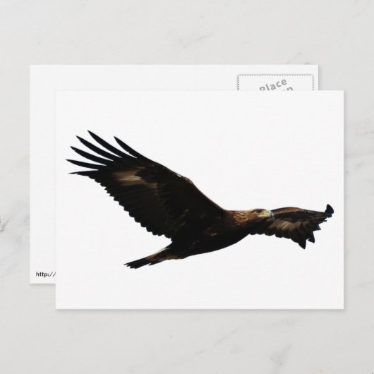Golden Eagle Soaring Briefkaart (Voorkant / Achterkant)