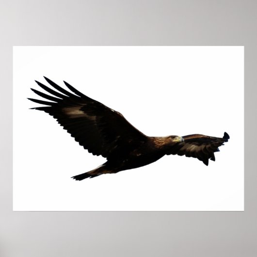 Golden Eagle Soaring Poster (Voorkant)