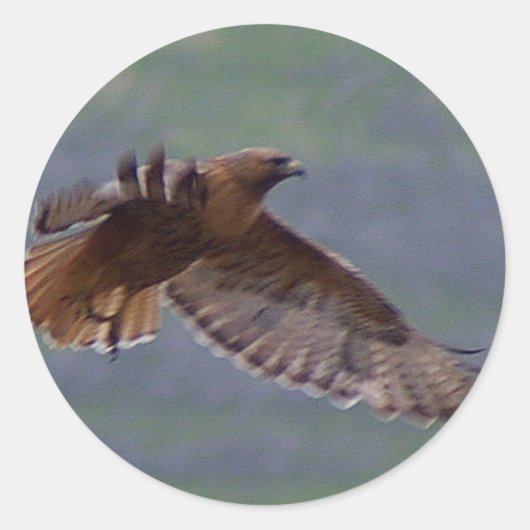 Golden Eagle sticker (Voorkant)