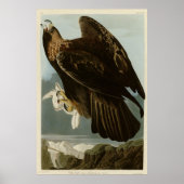 Golden Eagle uit de Amerikaanse vogelstand van Aud Poster (Voorkant)