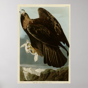 Golden Eagle uit de Amerikaanse vogelstand van Aud Poster