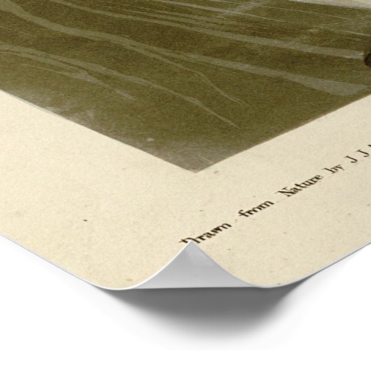 Golden Eagle uit de Amerikaanse vogelstand van Aud Poster (Hoek)