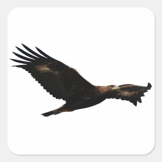 Golden Eagle Vierkante Sticker (Voorkant)