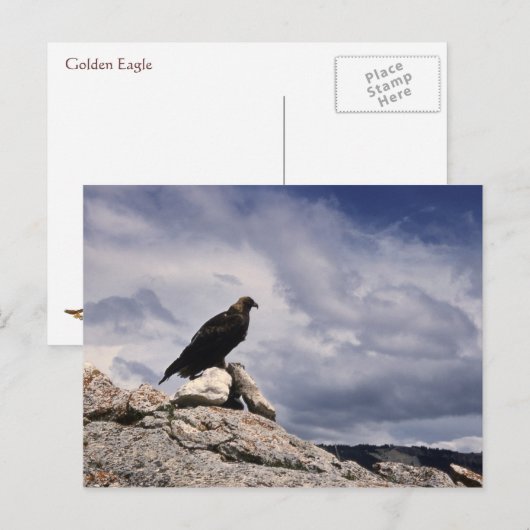 Golden Eagle Wildlife Series # 14 Briefkaart (Voorkant / Achterkant)