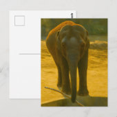 Golden Elephant Wisdom - Majestic Wildlife Briefkaart (Voorkant / Achterkant)