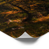 Golden European larch in herfstkleuren Poster (Hoek)