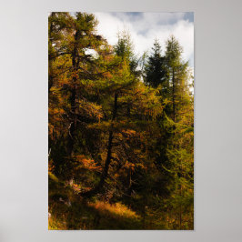 Golden European larch in herfstkleuren Poster