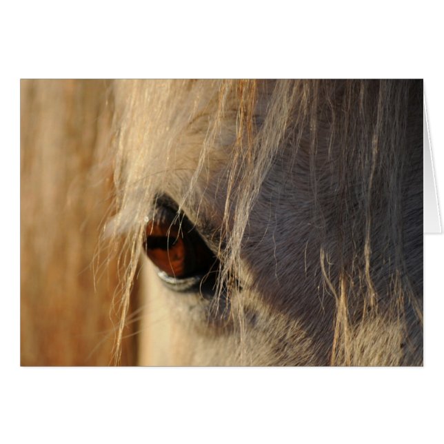 Golden Eye (Voorkant Horizontaal)