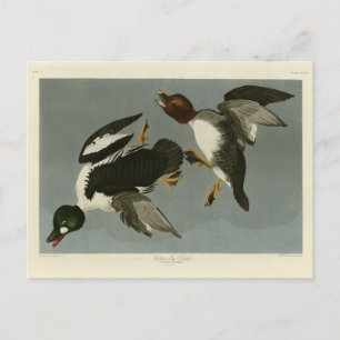 Golden-Eye Duck - van Audubon's Birds of America Briefkaart