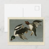 Golden-Eye Duck - van Audubon's Birds of America Briefkaart (Voorkant / Achterkant)