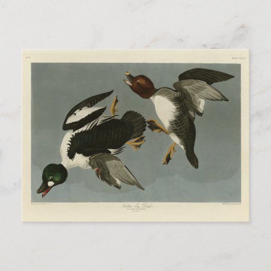 Golden-Eye Duck - van Audubon's Birds of America Briefkaart (Voorkant)