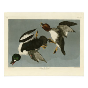 Golden-Eye Duck - van Audubon's Birds of America Foto Afdruk