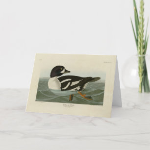 Golden-eye Duck van Audubon's Birds of America Kaart