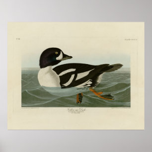 Golden-eye Duck van Audubon's Birds of America Poster