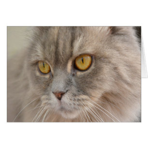 Golden Eye Gray Persian Cat