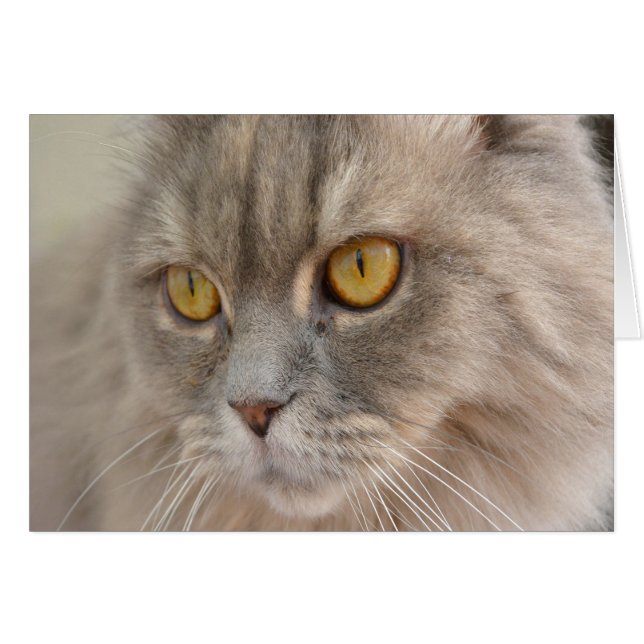 Golden Eye Gray Persian Cat (Voorkant Horizontaal)