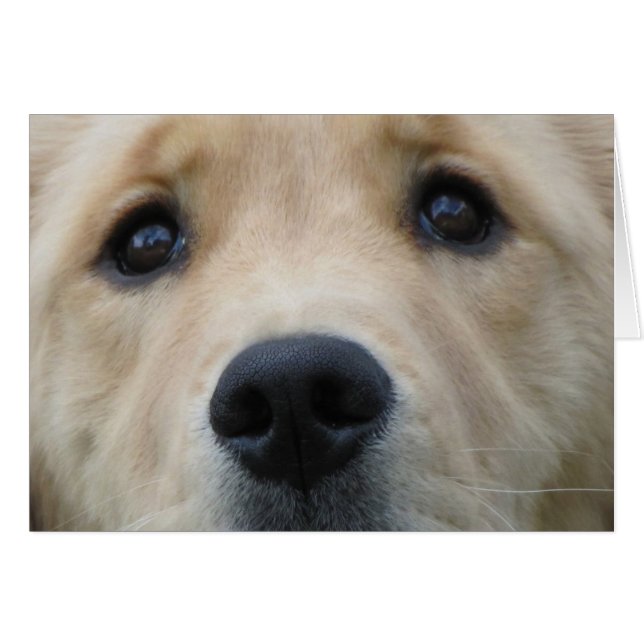 Golden Eyes (Voorkant Horizontaal)