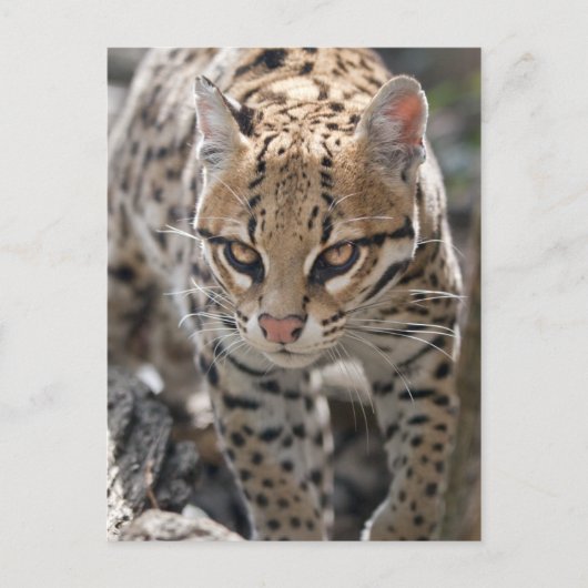 Golden Eyes Briefkaart (Voorkant)