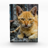 Golden Eyes Fotoblokken (Voorkant)