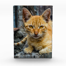 Golden Eyes Fotoblokken