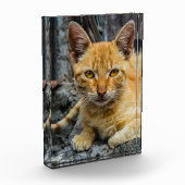 Golden Eyes Fotoblokken (Links)