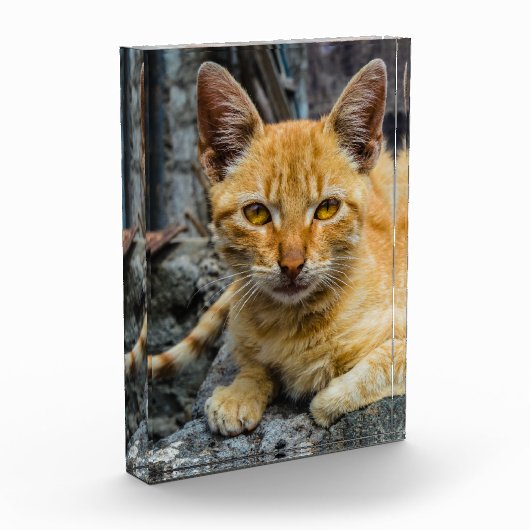 Golden Eyes Fotoblokken (Links)