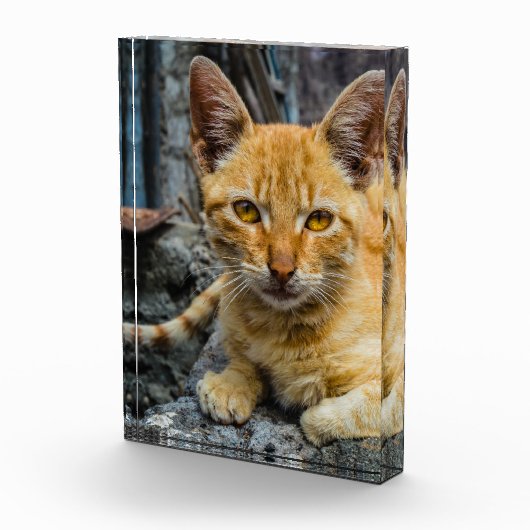 Golden Eyes Fotoblokken (Rechts)