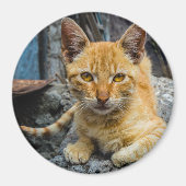 Golden Eyes Magnet (Voorkant)