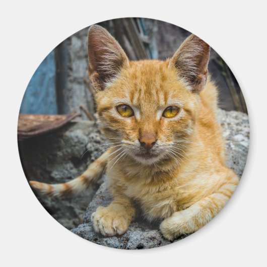 Golden Eyes Magnet (Voorkant)