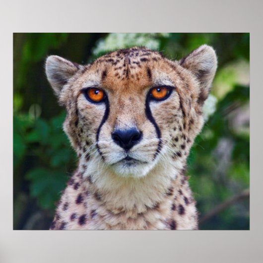 Golden Eyes Print (Voorkant)