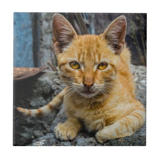 Golden Eyes Tegeltje (Voorkant)