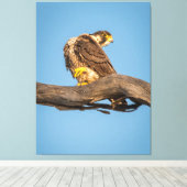 Golden Falcon at Rest Canvas Afdruk (Insitu (Houten vloer))