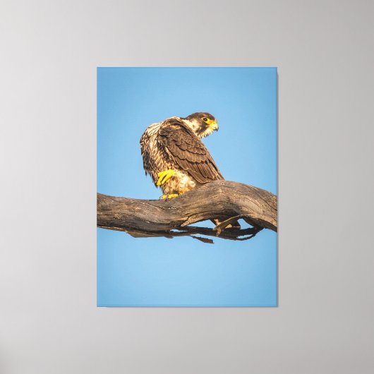 Golden Falcon at Rest Canvas Afdruk (Voorkant)
