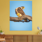 Golden Falcon at Rest Canvas Afdruk (Insitu (Woonkamer))