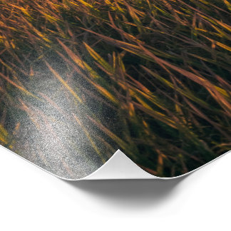 Golden Fields bij zonsondergang | Rustige landscha Foto Afdruk