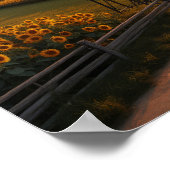 Golden Fields: Sunflowers and Serenity at Sunset Poster (Hoek)
