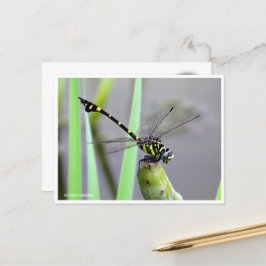 Golden Flangetail ポストカード Briefkaart