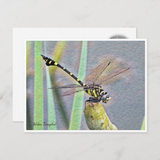 Golden Flangetail Briefkaart (Voorkant / Achterkant)