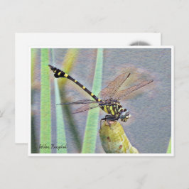 Golden Flangetail Briefkaart