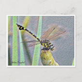 Golden Flangetail Briefkaart (Voorkant)